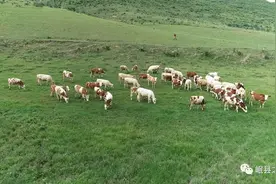 三代养牛人：把日子越过越“牛”图片