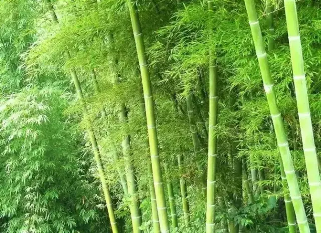 竹子有26种，详解，配图