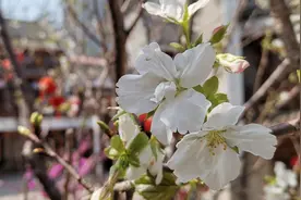吉安视觉:儒林里古街樱花绽放 与庐陵风格建筑交相辉映图片
