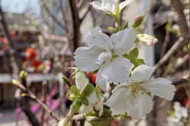 吉安视觉:儒林里古街樱花绽放 与庐陵风格建筑交相辉映图片