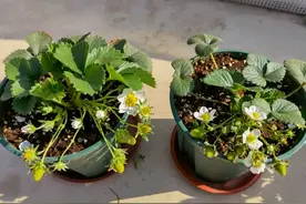 阳台种植草莓，一个繁殖方法，一盆养出30盆，果实累累不用买苗图片