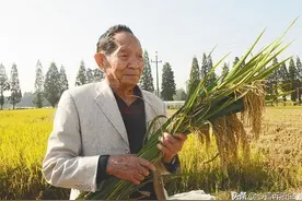 袁隆平：为何一梦逐一生？原来父亲、母亲、妻子都对他做过一件事图片