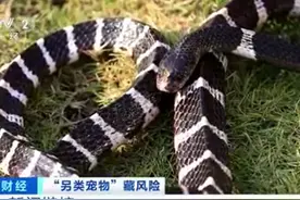 银环蛇是中国最毒的毒蛇吗？它们咬一口就致命，银环蛇只能排第三图片