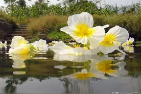 科学巧种植：水生稀有观赏蔬菜“海菜花”图片