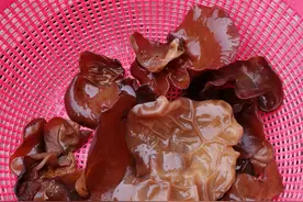 农村割油菜间隙 田间地头树桩上发现新鲜木耳 运气太好啦图片