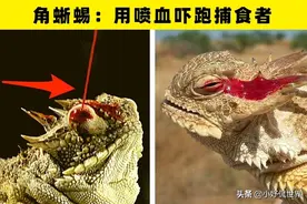 动物的逃生技巧：地球上的9种以奇怪方式躲避捕食者的生物图片