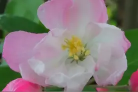 失神跌破海棠红图片