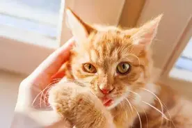 科普 | 猫咪的7种古怪行为及其含义图片