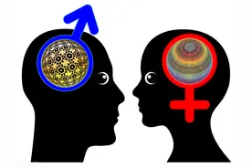 男、女大脑到底存在多大的差异，真相是？图片