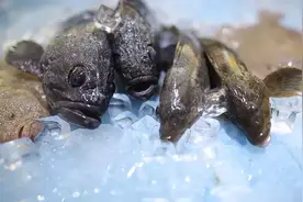 杂拌鱼！大连人独懂的滋味图片