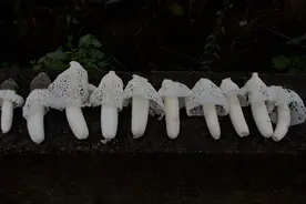 竹荪产地在哪？哪里的竹荪最好？怎么区别、鉴定竹荪的品质？图片