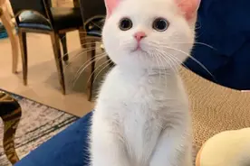小网红短腿猫，有一副天使面孔图片