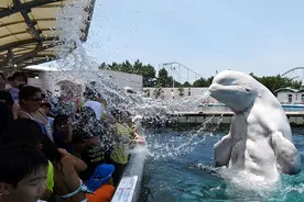 当你还将白鲸当成没有情感的动物时，它已会区别对待成年人与小孩图片