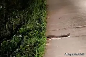 五步蛇为何令人如此恐惧？它对人的伤害有多大？为什么野猪不怕它图片