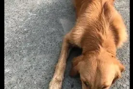 金毛待在车旁不走，哪怕主人呵斥也不动，主人下车一看被暖哭了图片