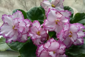 耐阴植物—非洲紫罗兰，室内养也开花，观叶赏花又闻香，值得拥有图片