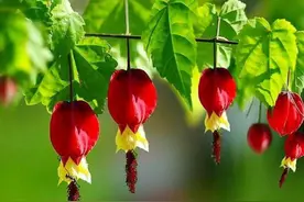 绿萝吊兰别养了，秋季养盆它，一直开花到夏季，枝头挂满小灯笼图片