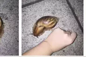 提醒！大雨过后遍地爬的这种大蜗牛千万别碰，有人摸了后发烧到40度！图片