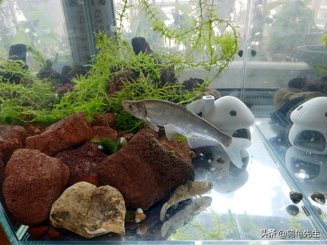 辟谣：水草不能代替硝化细菌处理鱼缸氨氮？其实水草除氨效果更好