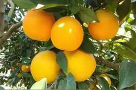 赣南脐橙种植方法，果农在种植过程该注意什么？图片