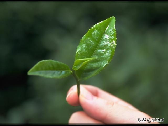 茶叶含有些什么东西？今天给大家科普下