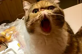 宠物猫死后被吊尸示众，物业致歉，但这就结束了吗？图片