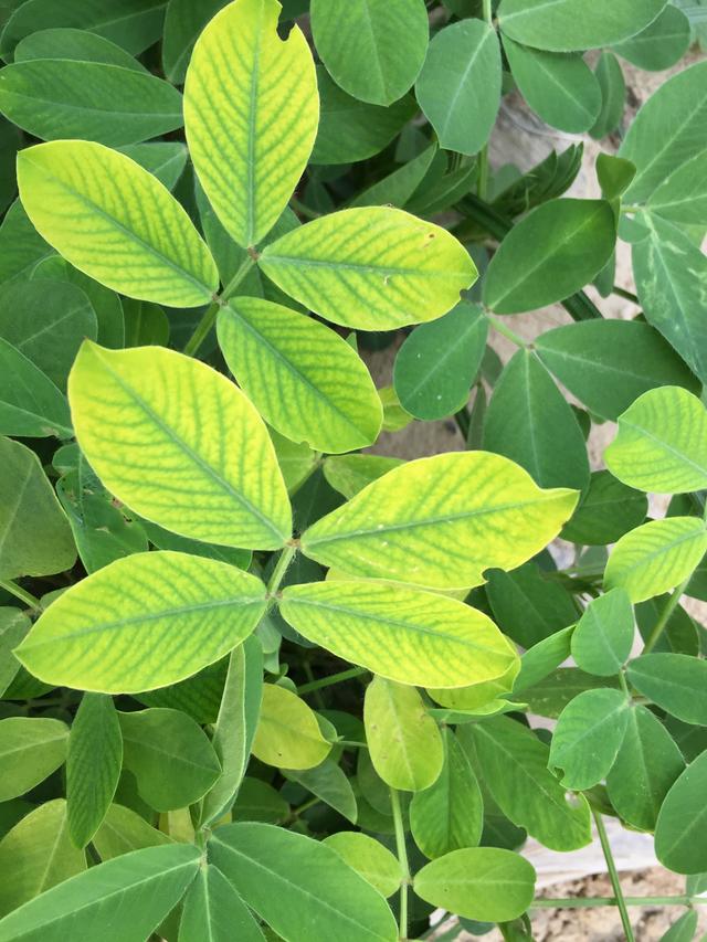 鑺辩敓缂洪搧鎬ч粍鍖栧師鍥犲垎鏋愪笌瀵圭瓥