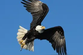 俗语“鹰捉鸟时不要看，狗连裆时切莫瞧”是啥意思？有何深意？图片