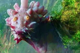 《爱与怪物》末日生物图鉴 地底虫鲨以及巨型萌物岩石蜗牛图片