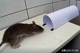 家里有老鼠别着急，教你一招，轻松抓老鼠，方法既环保又健康图片