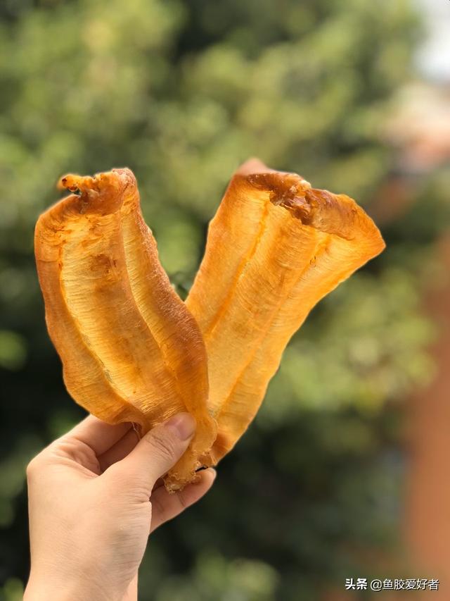 土鳘公和土鳘母有什么区别 土鳘公是野生的吗