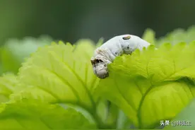 桑叶治感冒 咳嗽 咽痛 牙痛 目赤肿痛等6种疾病 效果好图片