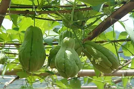 农村10种家常菜，种下去不打药就有得吃，你家有多少种呢？图片