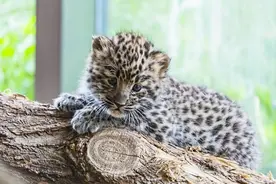 花豹猎豹美洲豹金钱豹，哪个才是真正的豹子？遇到豹子该怎么办？图片