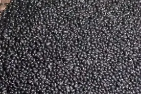 调料豆豉制作过程图片