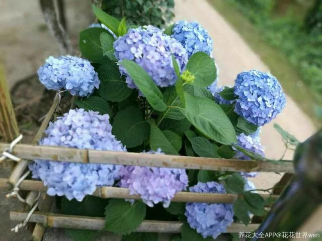 贝拉小蜜蜂草本身体乳