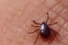 62岁大妈被虫咬险丧命 夏天恙虫病又进入高发期图片