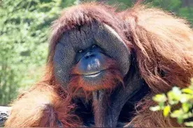 关于红毛猩猩，你可能不知道的10件事图片