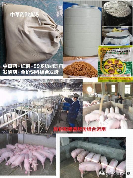 非洲猪瘟的症状及治疗2020(非洲猪瘟的临床症状及快速净化技术)