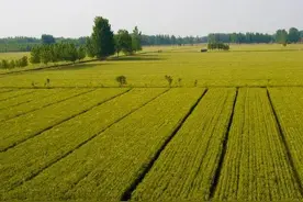 「土地使用权」颁证行为的审查方式图片