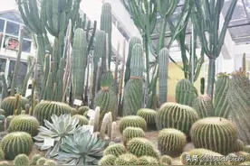 开花的“霸王鞭”，高过2米，这样养护图片