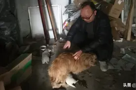 一只流浪狗跑到仓库，10天后生下一窝狗宝宝，母爱竟是如此伟大图片