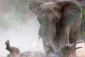 发情期的大象有多可怕？犀牛常被它们当作“配偶”而惨遭毒手图片