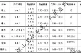 深山兰奴总结的兰花生长规律，一图搞定，快来收藏吧图片
