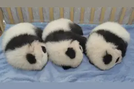 大熊猫“三姐妹”过百天 妈妈初为“人母”毫无带“娃”经验图片