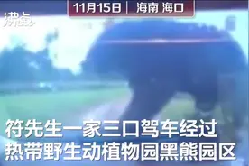 惊险！野生动物园黑熊爬上汽车压裂玻璃图片