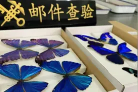 江苏金陵海关截获世界珍稀品种“光明女神闪蝶”等标本图片
