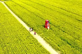 河南封丘：占尽春光陌上田 万亩油菜花海诗意盛放图片