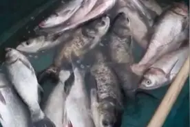 鲜鱼腾起 人欢鱼跃 重庆璧山开启冬季捕鱼图片