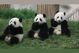 特拉维夫中国文化中心成立三周年 国宝熊猫重磅上线图片